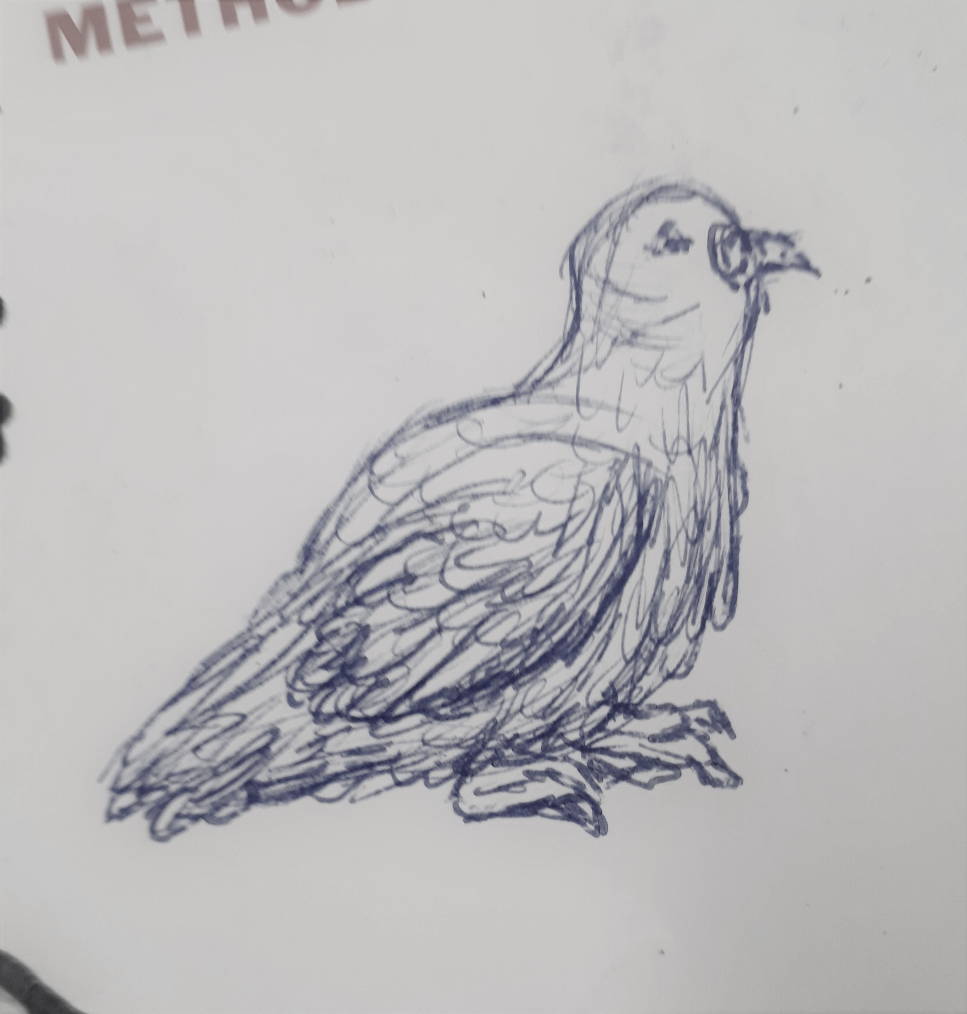 pigeon