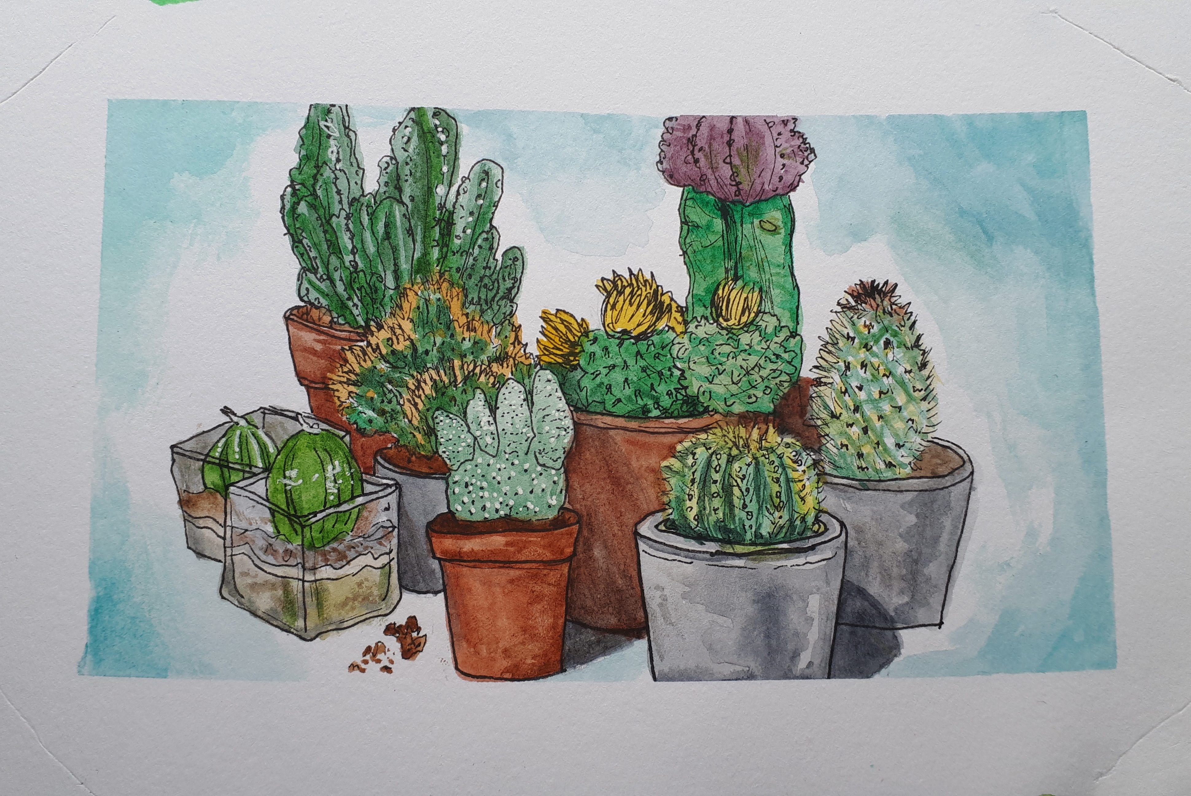 cacti